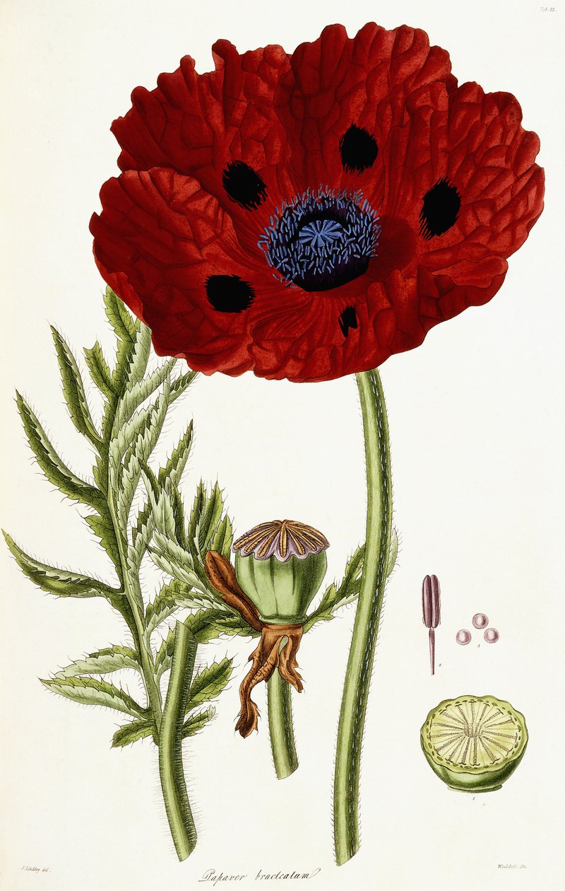 Papaver Bracteatum, 1821-1826 de John Lindley