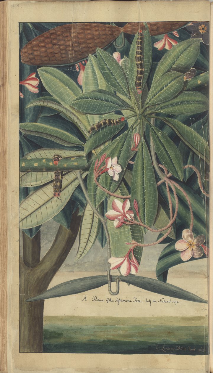 Uma página de &39;Elegâncias da Jamaica&39; de John Lindsay
