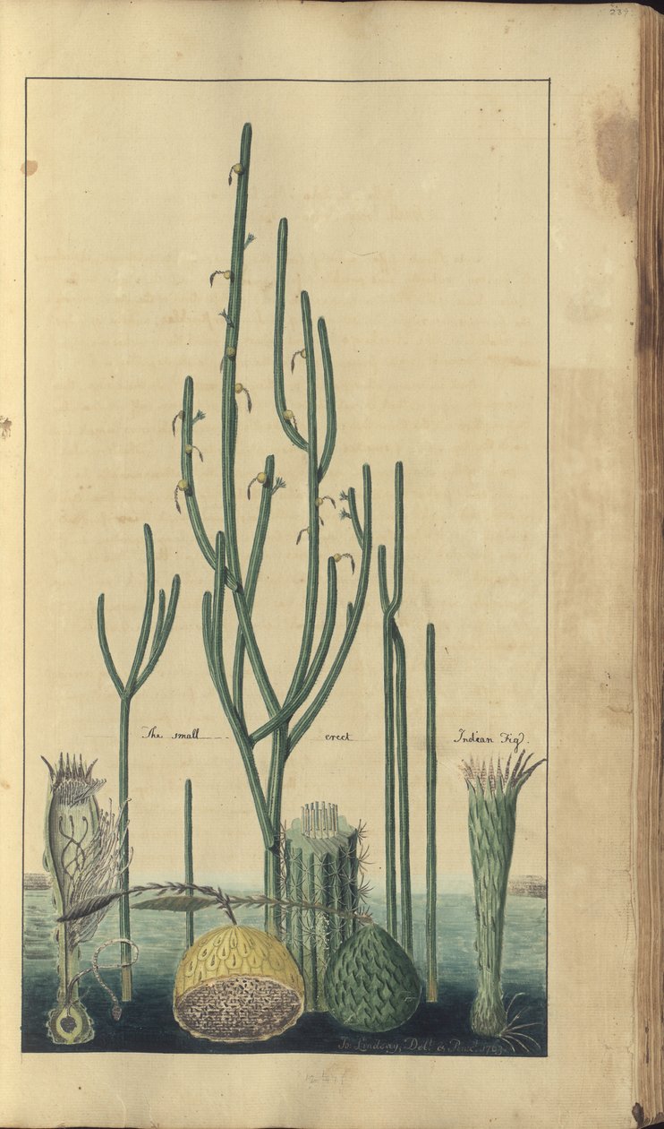 Uma página do "Elegancies of Jamaica", 237 de John Lindsay