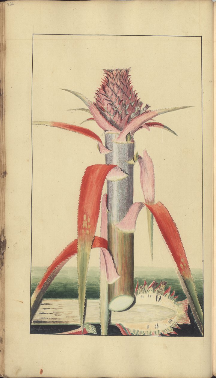 Uma página de &39;Elegancies of Jamaica&39;, 336 de John Lindsay