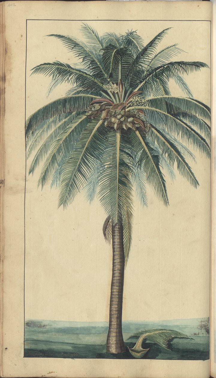 Uma página de &39;Elegâncias da Jamaica&39;, 402 de John Lindsay