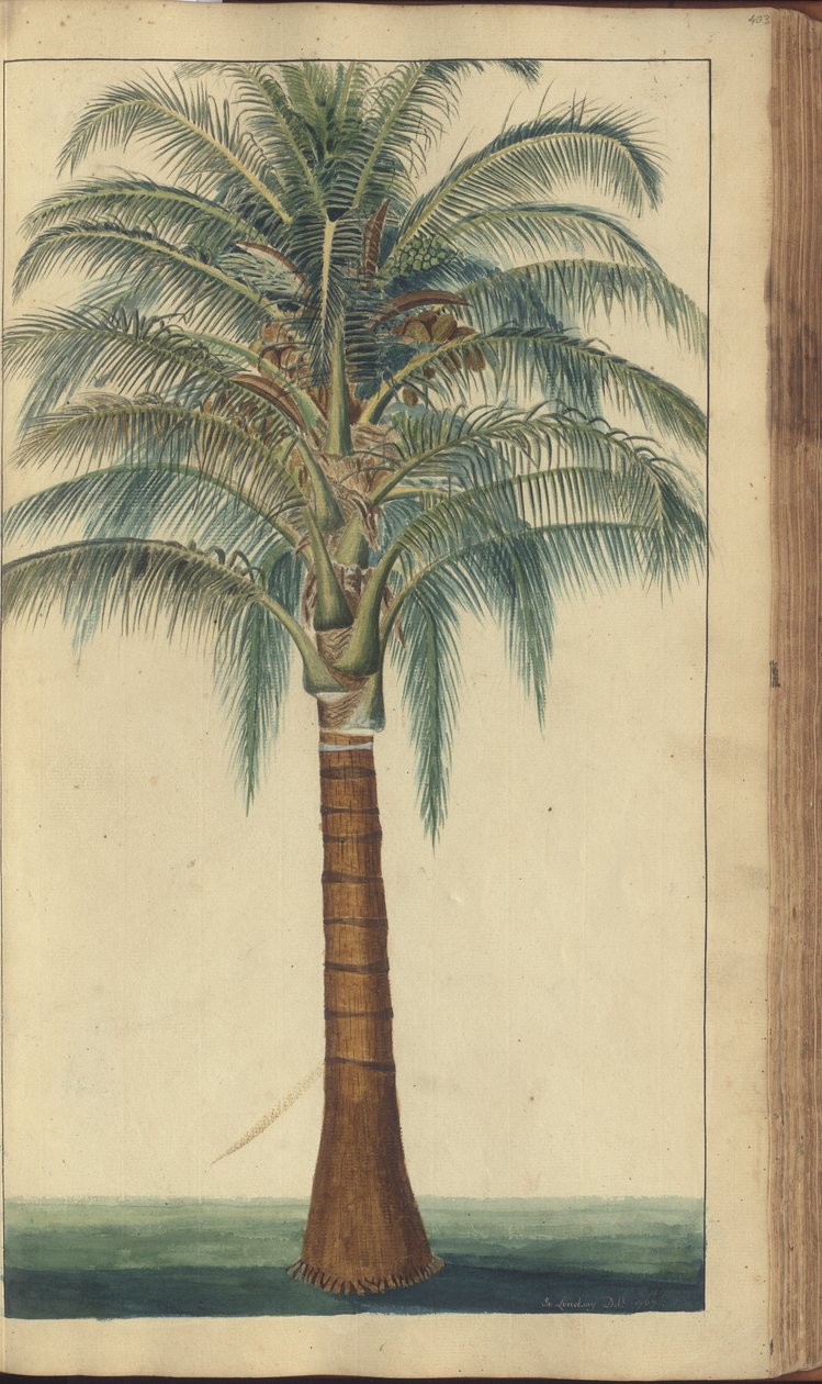 Uma página de &39;Elegâncias da Jamaica&39;, 403 de John Lindsay