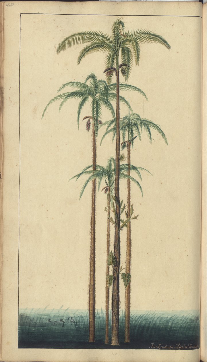Uma página de &39;Elegâncias da Jamaica&39;, 420 de John Lindsay