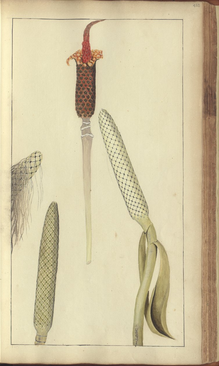 Uma página de &39;Elegâncias da Jamaica&39;, 423 de John Lindsay