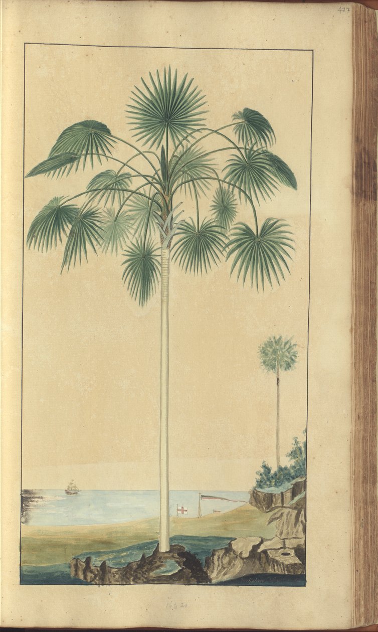 Uma página de &39;Elegâncias da Jamaica&39;, 427 de John Lindsay