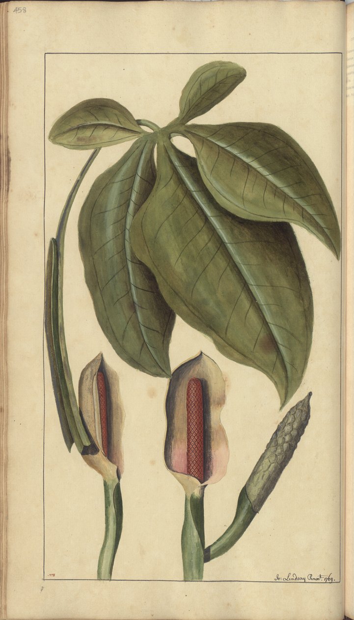 Uma página de &39;Elegâncias da Jamaica&39;, 458 de John Lindsay