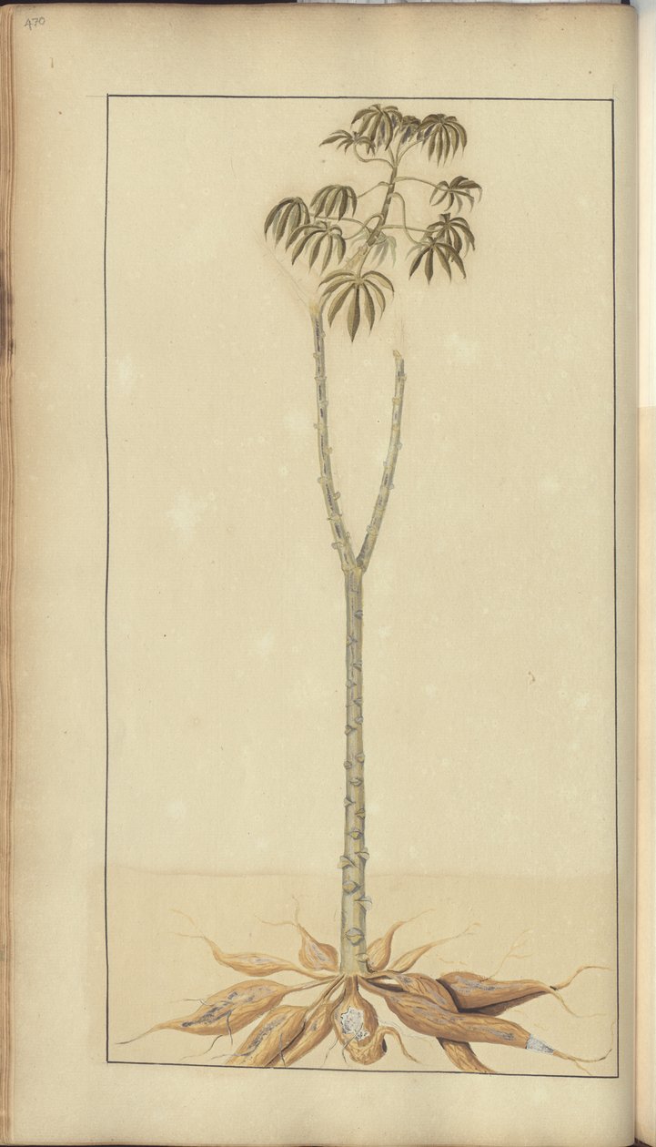 Uma página de &39;Elegâncias da Jamaica&39;, 470 de John Lindsay