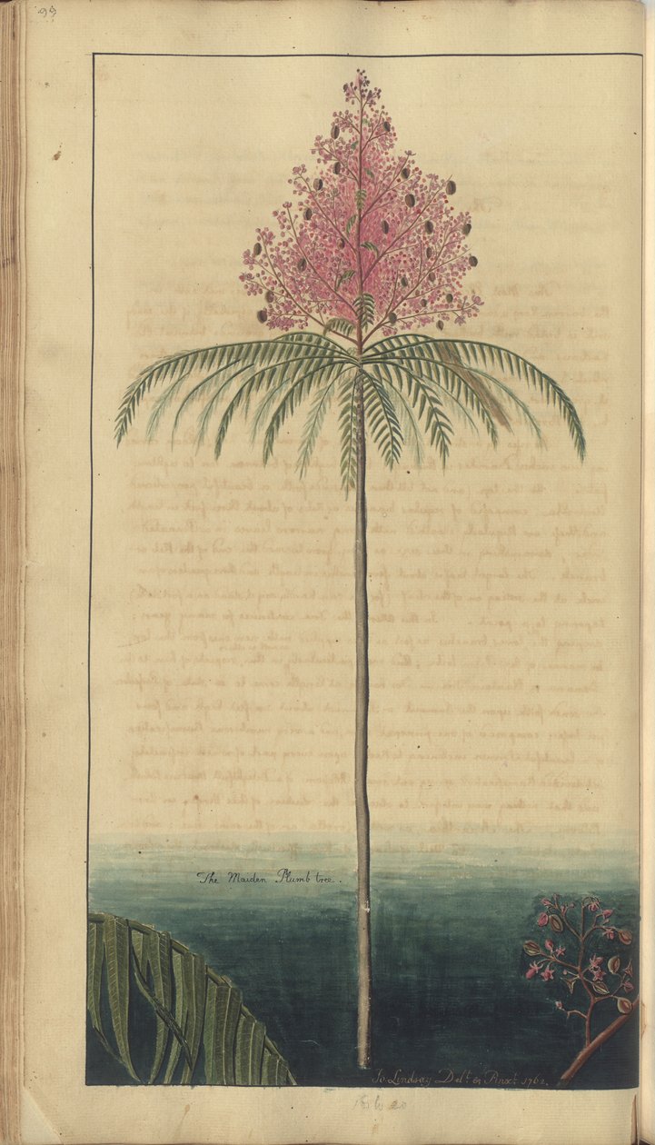 Uma página de &39;Elegâncias da Jamaica&39;, 99 de John Lindsay