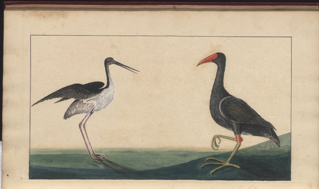 Uma página de &39;Elegancies of Jamaica&39;, Vol V de John Lindsay