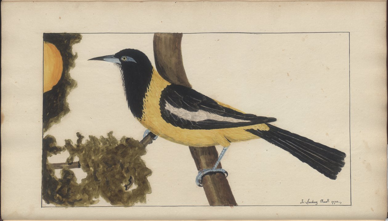 Uma página de &39;Elegancies of Jamaica&39;, Vol V de John Lindsay