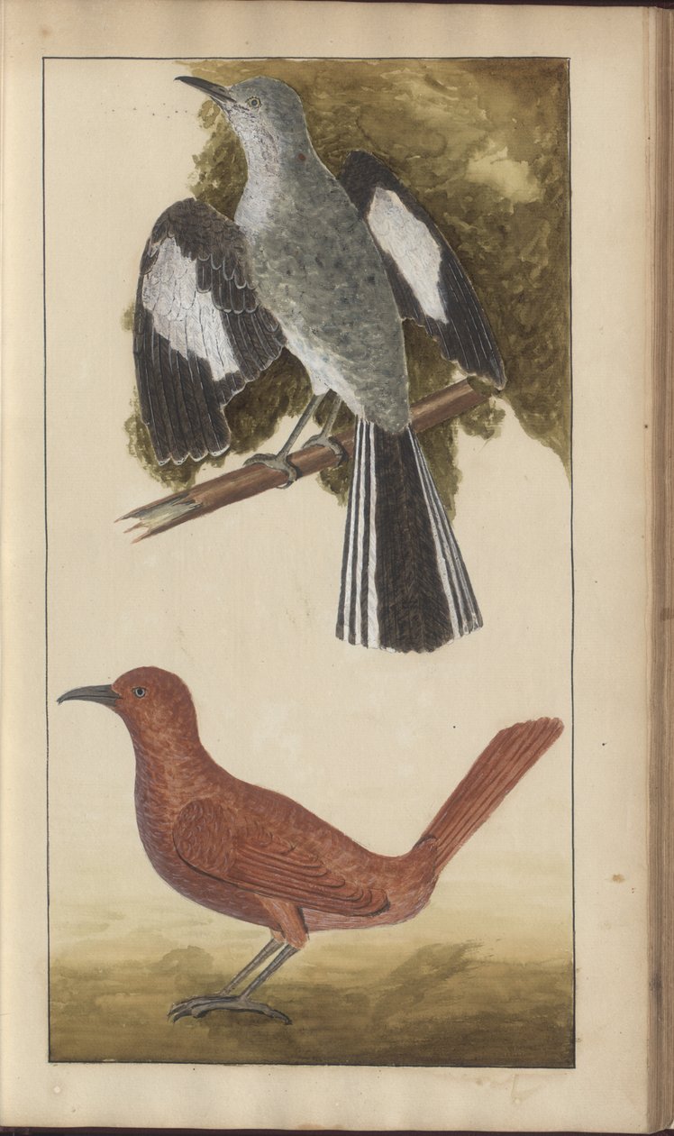 Uma página de &39;Elegancies of Jamaica&39;, Vol V de John Lindsay