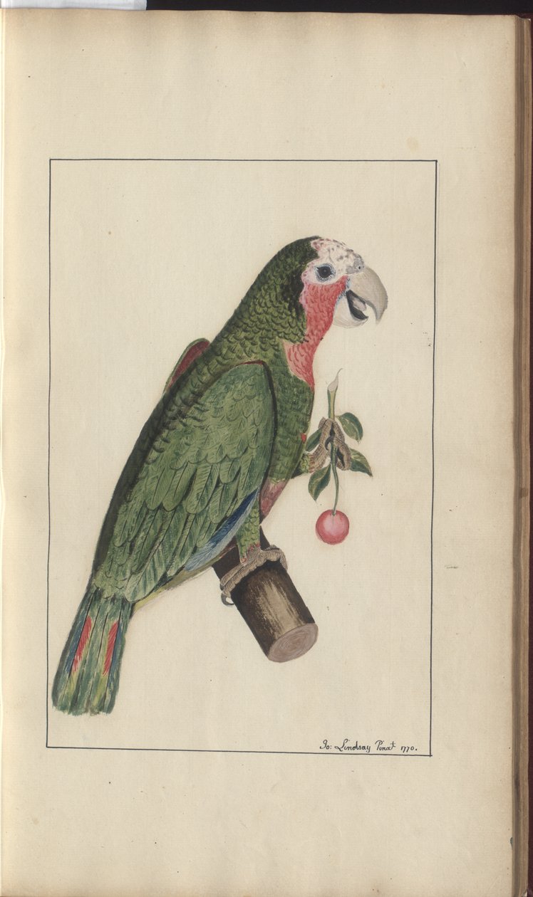 Uma página de &39;Elegancies of Jamaica&39;, Vol V de John Lindsay