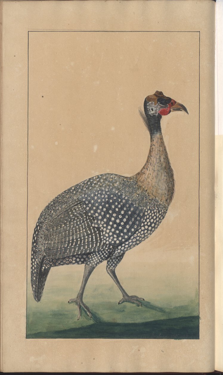 Uma página de &39;Elegancies of Jamaica&39;, Vol V de John Lindsay