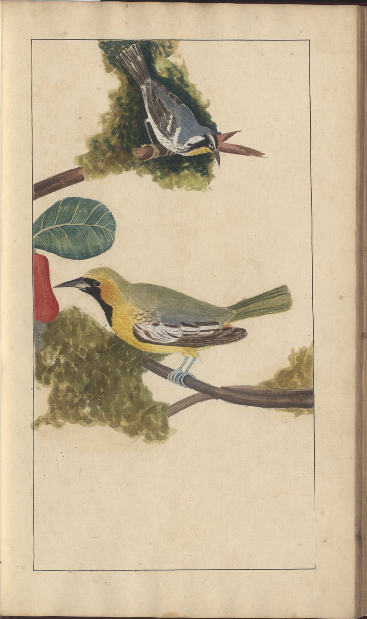 Uma página de &39;Elegancies of Jamaica&39;, Vol V de John Lindsay