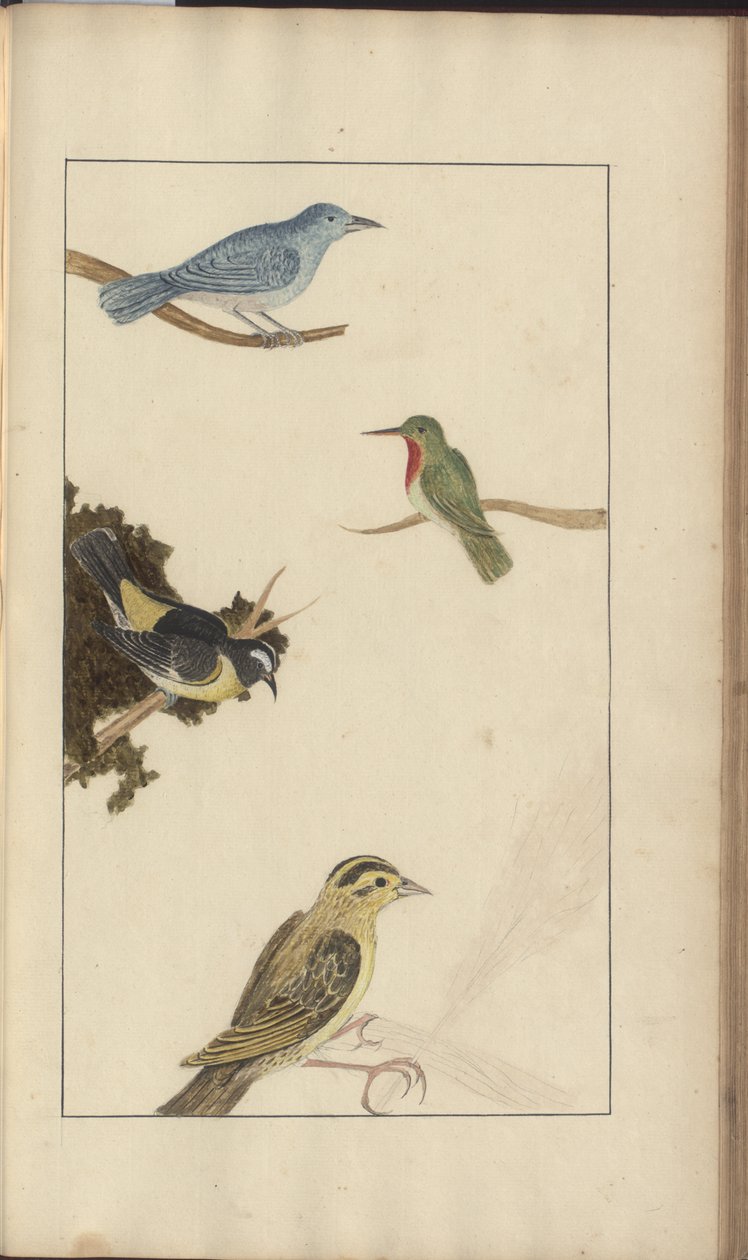 Uma página de &39;Elegancies of Jamaica&39;, Vol V, 21 de John Lindsay
