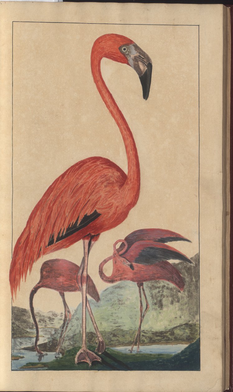 Uma página de &39;Elegancies of Jamaica&39;, Vol V, 6 de John Lindsay
