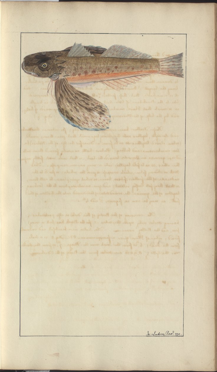 Lindsay Drawings Vol. VII de John Lindsay