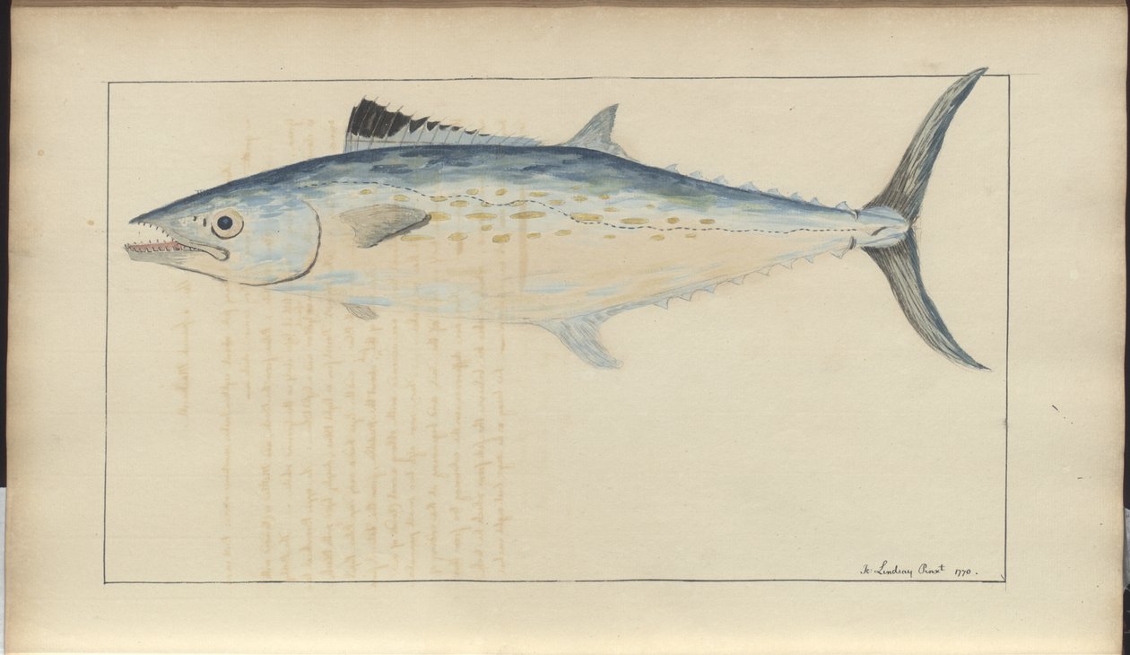 Lindsay Drawings Vol. VII de John Lindsay