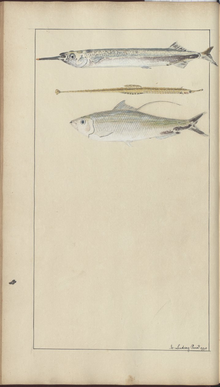 Lindsay Drawings Vol. VII de John Lindsay