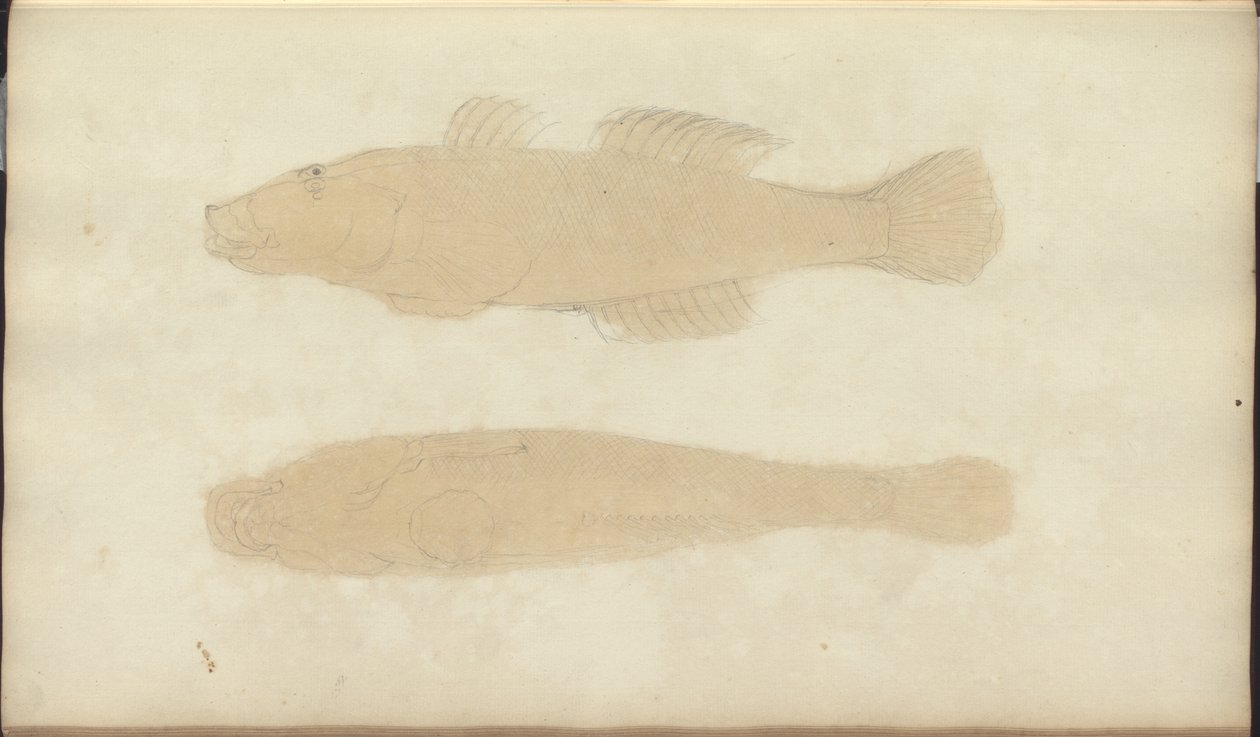 Lindsay Drawings Vol. VII, 21 de John Lindsay