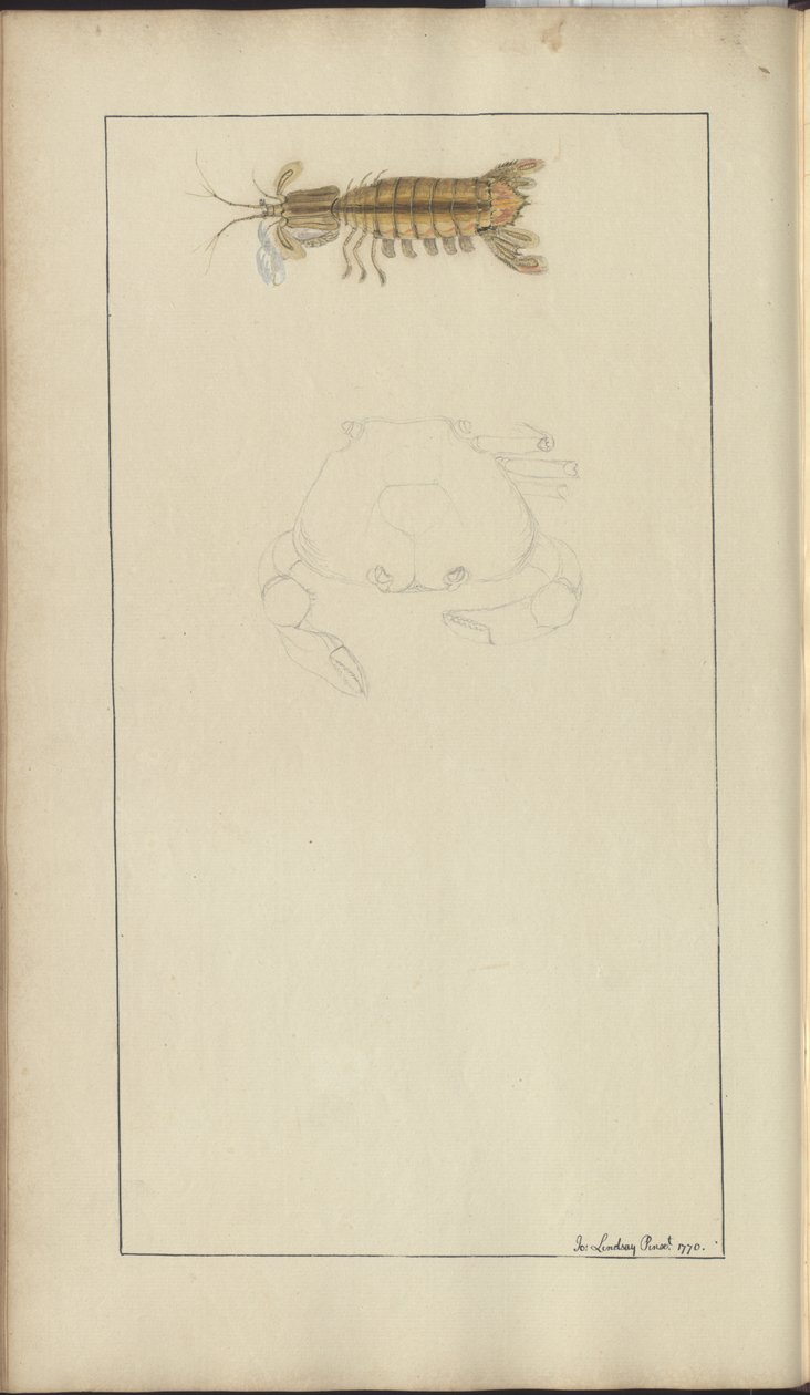 Desenhos de Lindsay Vol. VII, 24 de John Lindsay