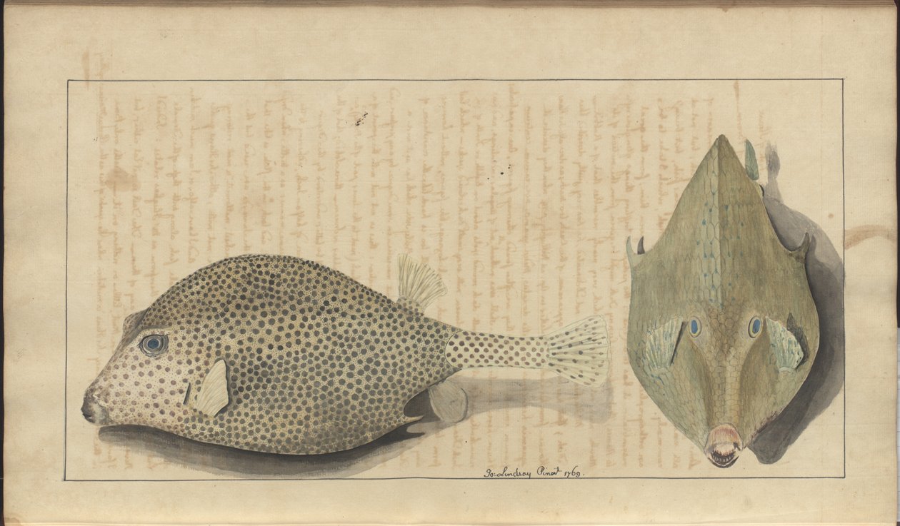 Lindsay Drawings Vol. VII, 26 de John Lindsay