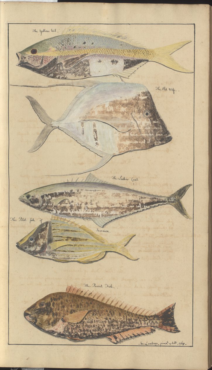 Lindsay Drawings Vol. VII, 2 de John Lindsay
