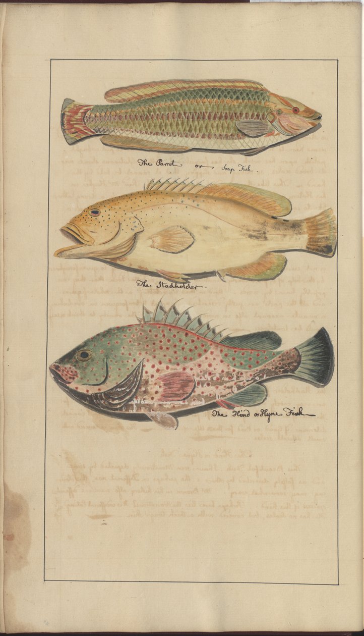 Desenhos de Lindsay Vol. VII, 4 de John Lindsay