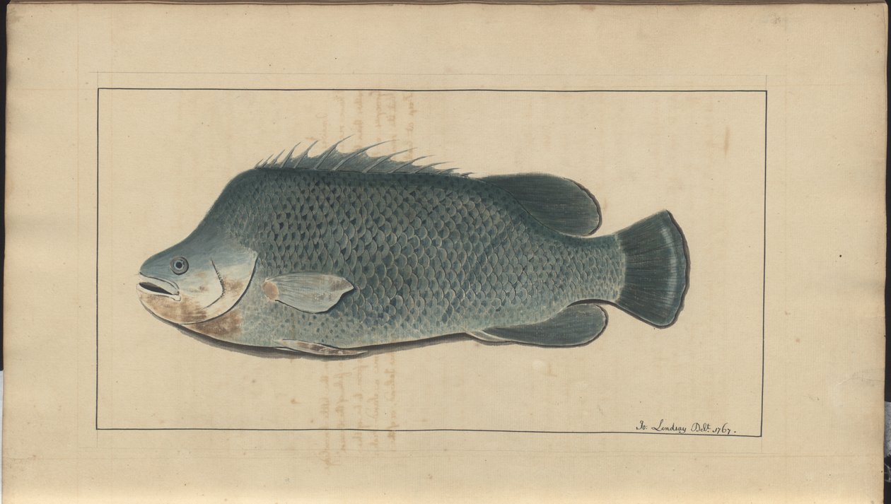 Desenhos de Lindsay Vol. VII, 5 de John Lindsay