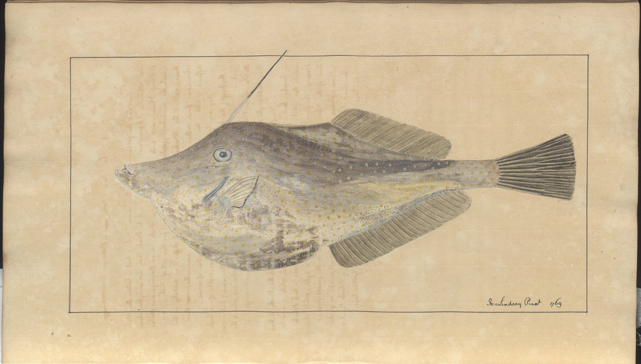 Lindsay Drawings Vol. VII, 7 de John Lindsay
