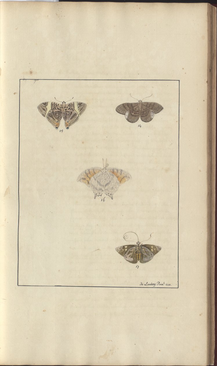 Desenhos de Lindsay Vol. VI, 42 de John Lindsay