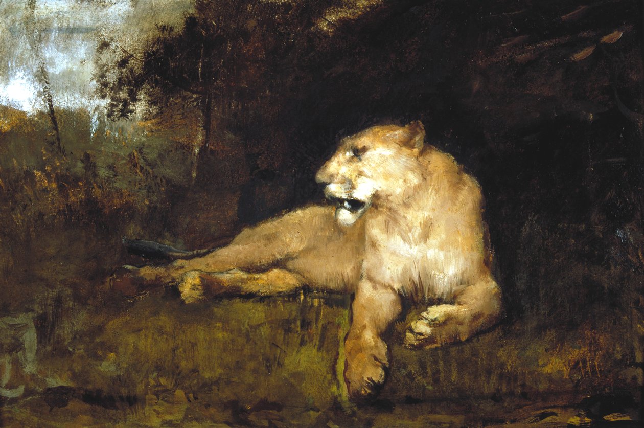 A Lioness