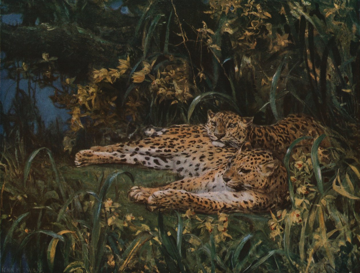 Leopardos indianos, final do século XIX-início do século XX, c1930. de John Macallan Swan