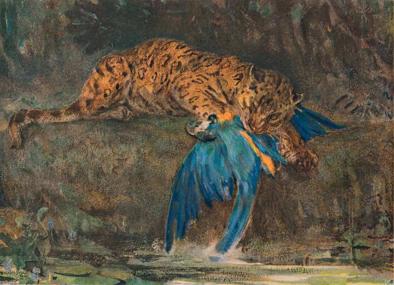 Jaguar e Arara, final do século XIX de John Macallan Swan