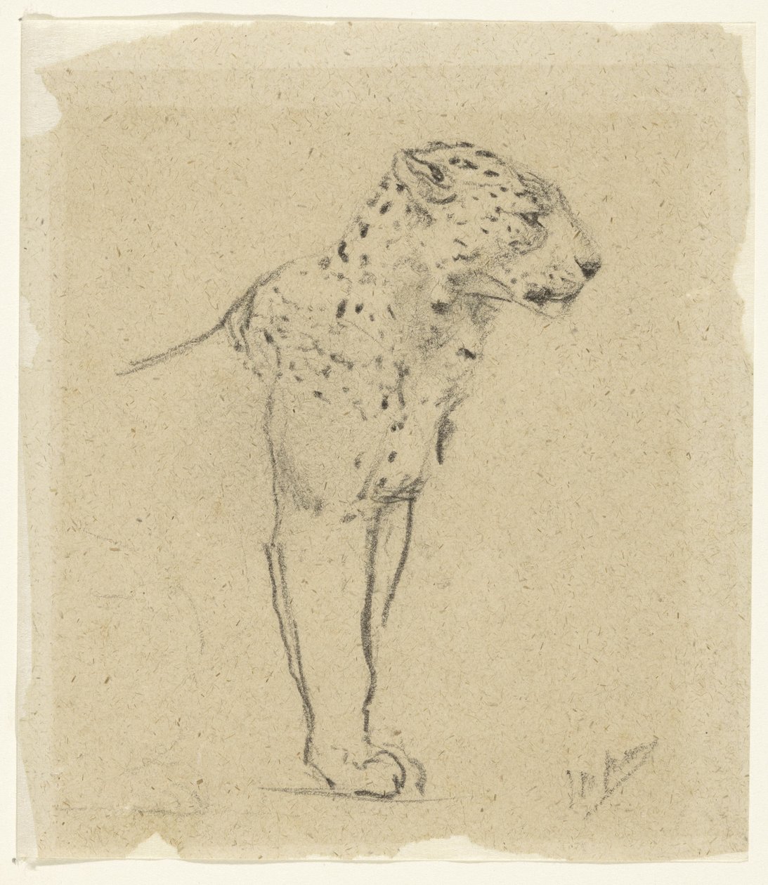 Estudo de um leopardo de pé de John Macallan Swan