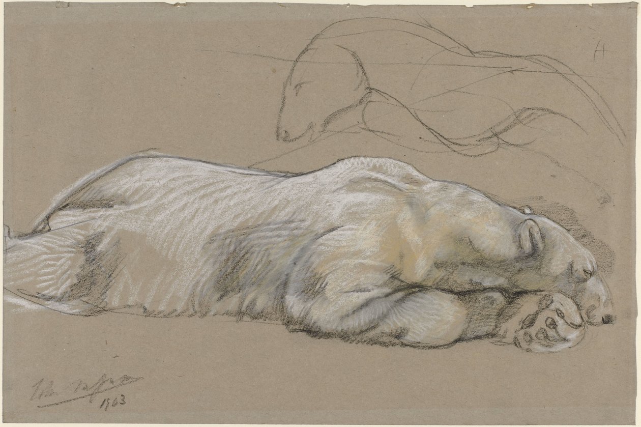Estudos de um urso polar reclinado de John Macallan Swan