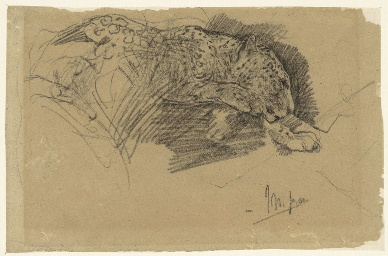 Estudos de um leopardo de John Macallan Swan