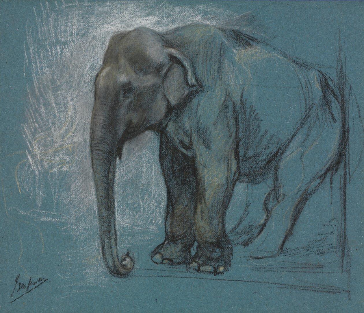 Estudo de um elefante de John Macallan Swan