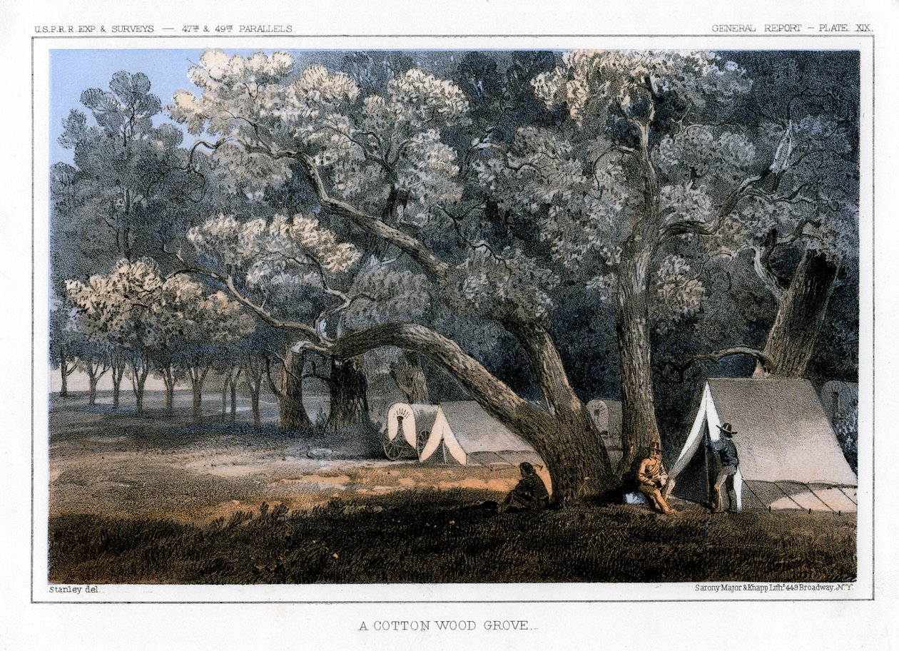 Um bosque de madeira de algodão, 1856 de John Mix Stanley