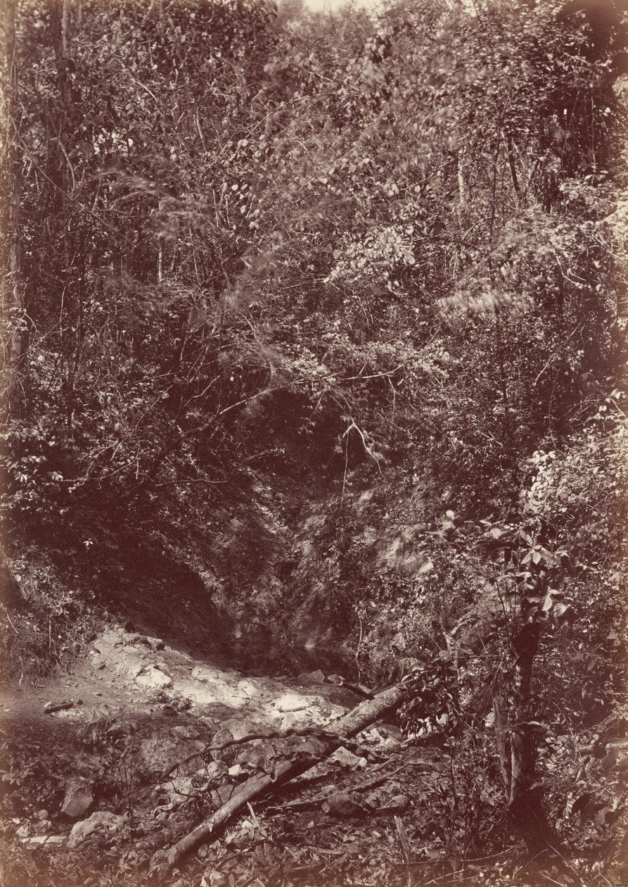 Expedição Darien, 1871 (foto) de John Moran