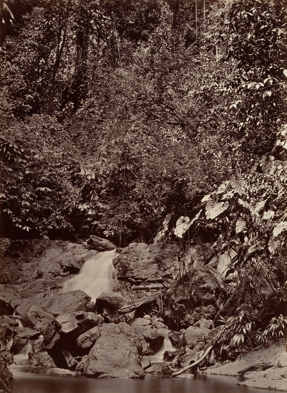 Cenário Tropical, Cascata, Rio Limon, 1871. de John Moran