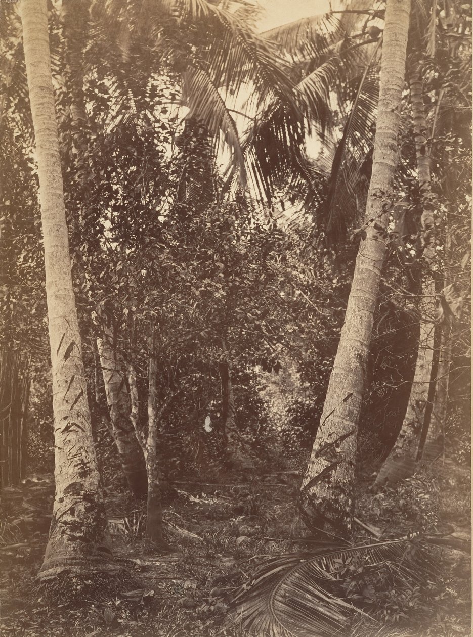Tropical Scenery, Forest Near Turbo, 1871. de John Moran