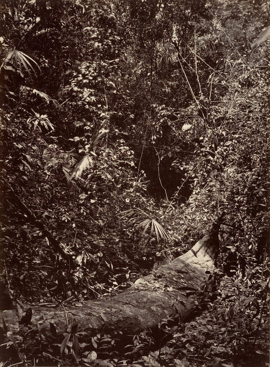 Tropical Scenery, Tropical Forest, 1871. de John Moran