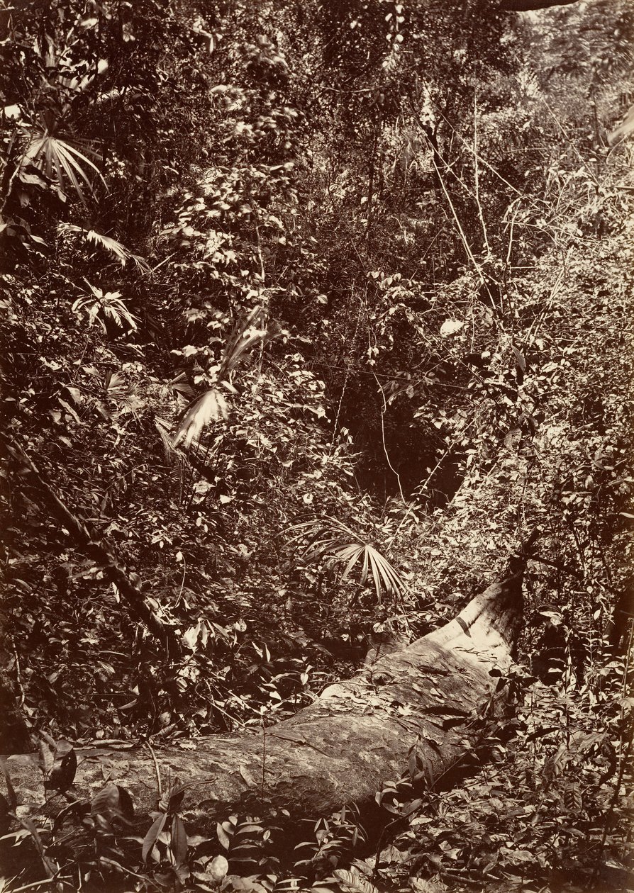 Tropical Scenery, Tropical Forest, 1871. de John Moran