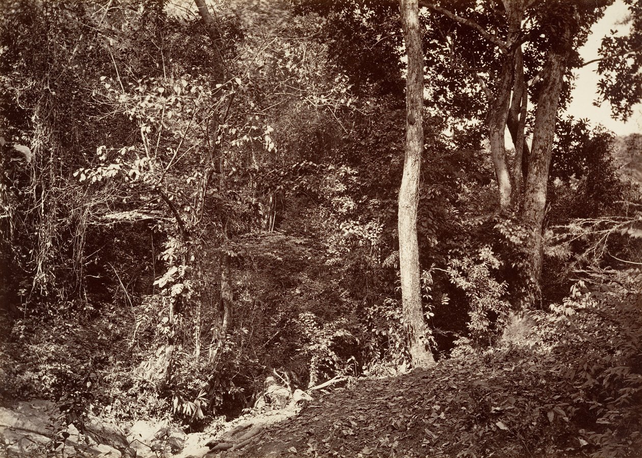 Tropical Scenery, View Near Chipigana, 1871. de John Moran