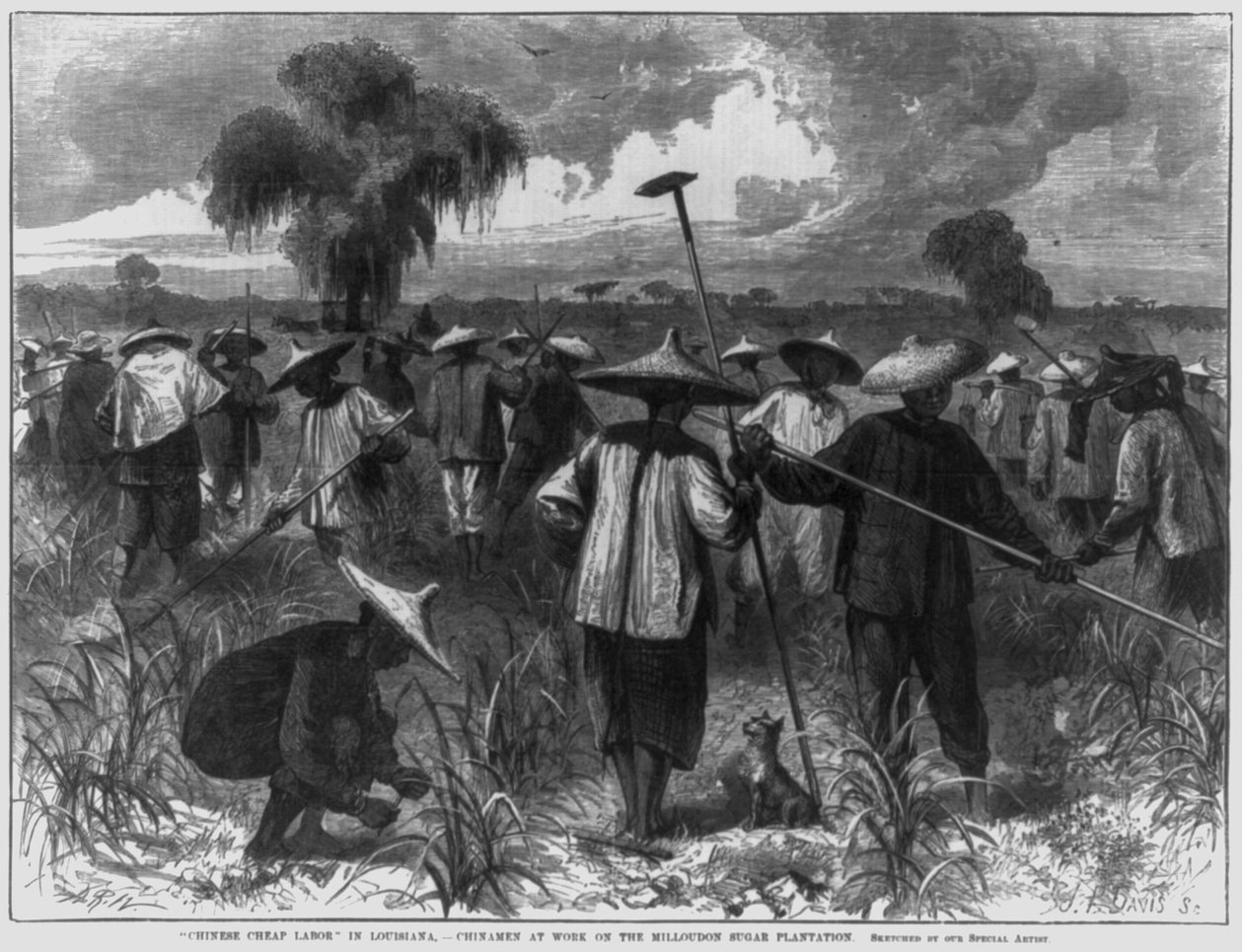 "Mão-de-obra chinesa barata" na Louisiana - Chinês a trabalhar na plantação de açúcar Milloudon de John Parker Davis