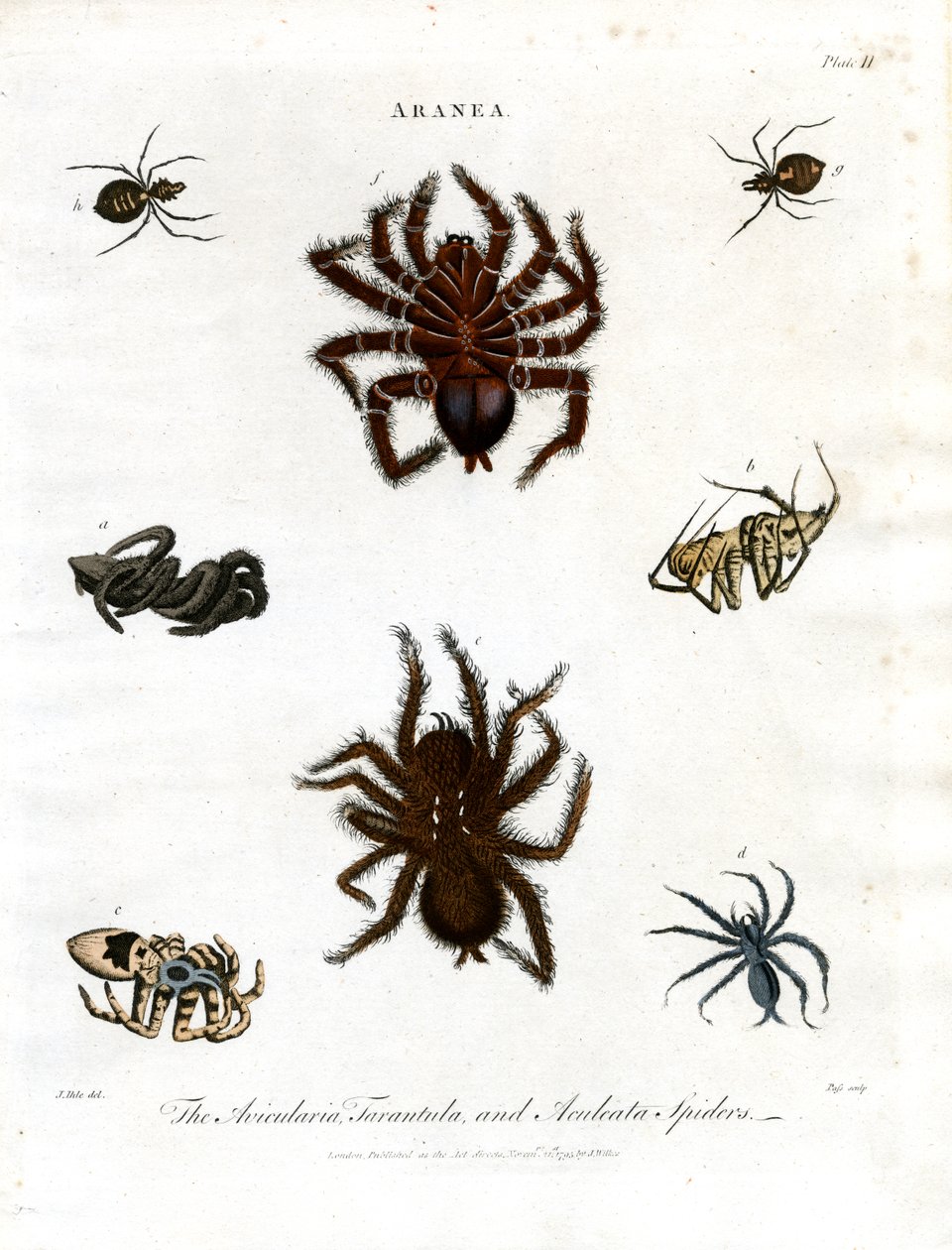 ARANEA: Avicularia;Aranhas Tarântula e Aculeata de John Pass