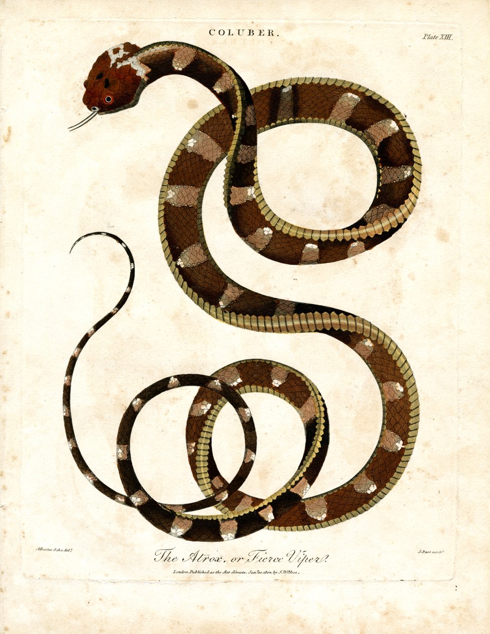 Víbora africana (Coluber) de John Pass