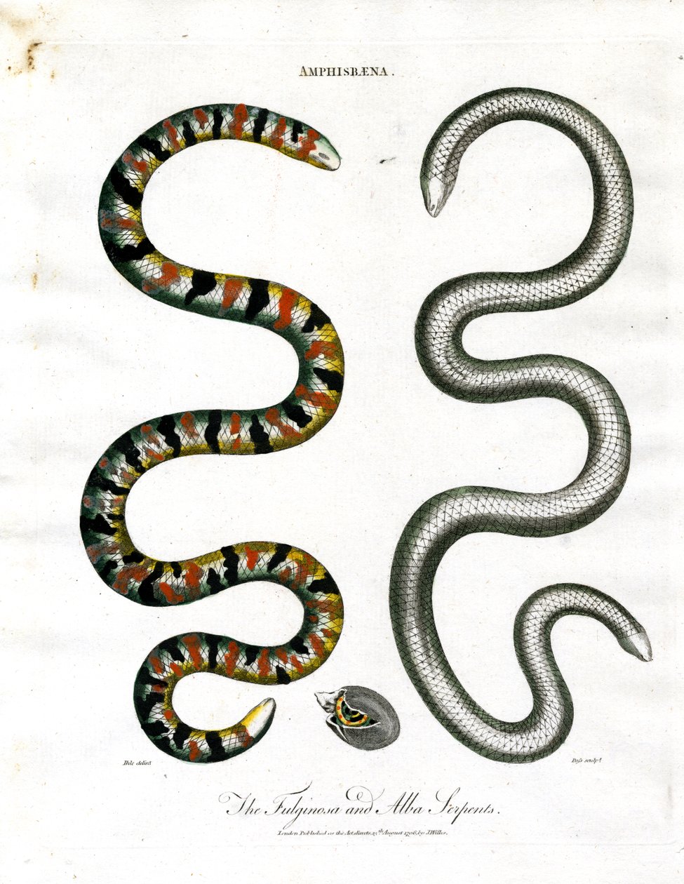Amphisbaena: As serpentes Fuliginosa e Alba de John Pass