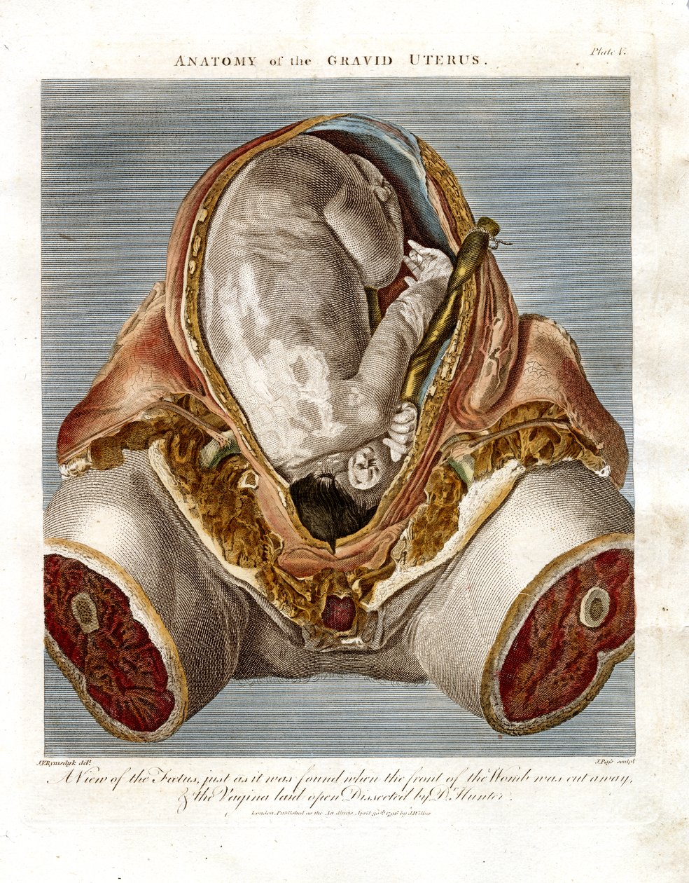 Anatomia do útero gravídico de John Pass